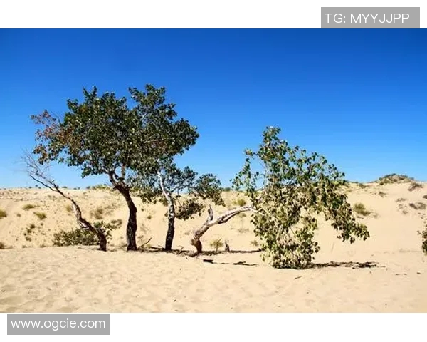 足球明星穿破鞋的真实瞬间竟引发热议背后故事令人感动